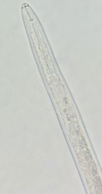 <p><b>Meloidogyne spp.: região anterior do macho</b></p><p>Jadir Borges Pinheiro; Larissa Caixeta</p>